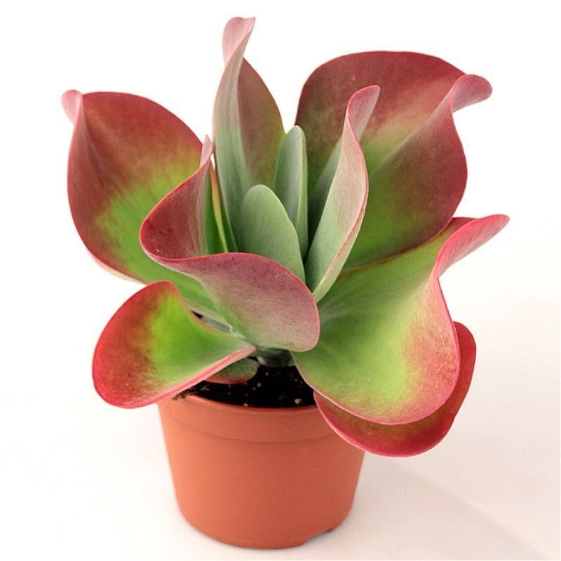 Paddle Plant ( Flapjack Plant / Desert Cabbage )